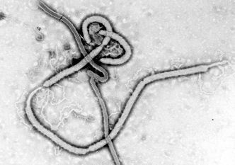 Epidemia Eboli wymknęła się spod kontroli