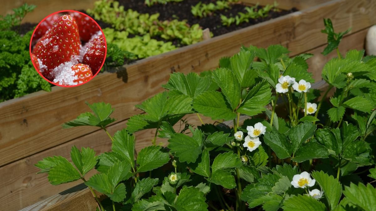 Czy należy się obawiać truskawek? Ostrzegała przed nimi św. Hildegarda
