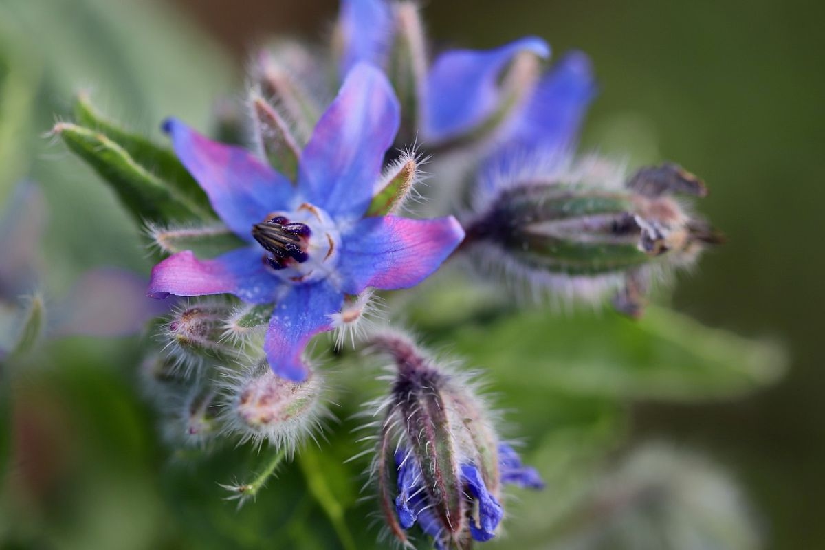 Borage is not just an ornamental plant.