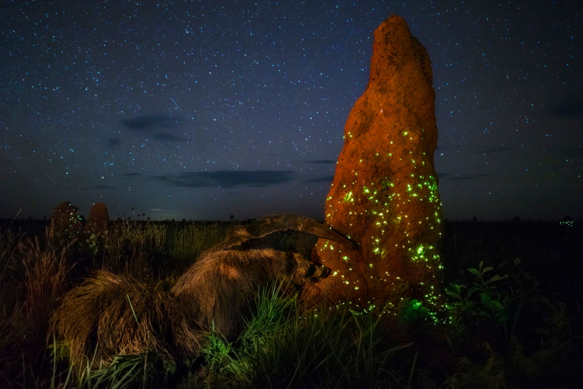Wildlife Photographer of the Year 2017. Wygrało zdjęcie opowiadające historię zbrodni na nosorożcach 3