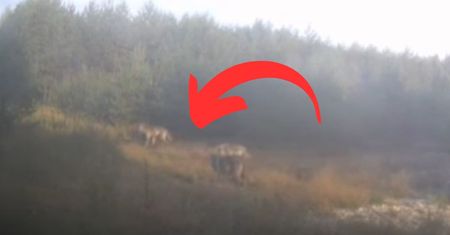 Pojawiły się w lesie na Śląsku. Leśnicy pokazali nagranie