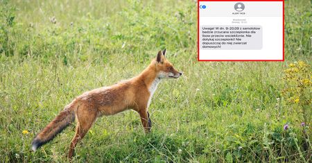 Alert RBC o szczepieniach lisów. Co będą zrzucały samoloty?