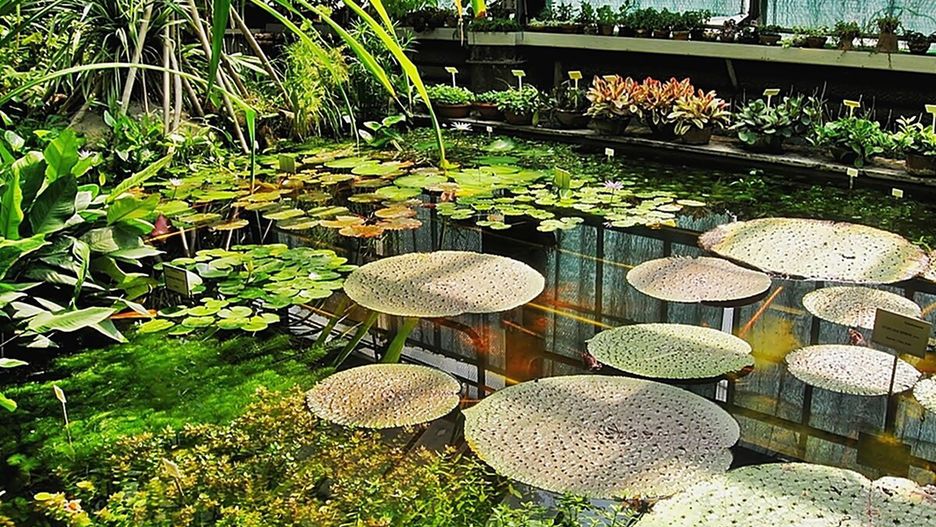 Ogród Botaniczny w Krakowie