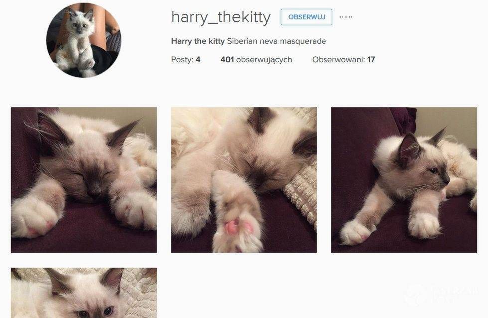 Kot Natalii Siwiec ma konto na Instagramie