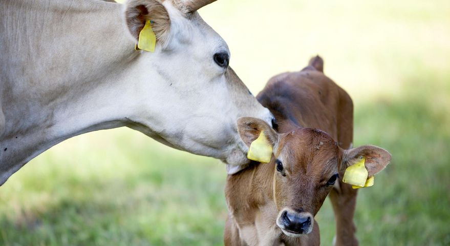 Kiszonki często stosowane są przez hodowców krów mlecznych