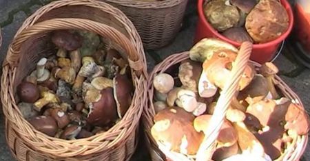 Tych grzybów nie zbieraj pod żadnym pozorem. Grożą za to surowe kary