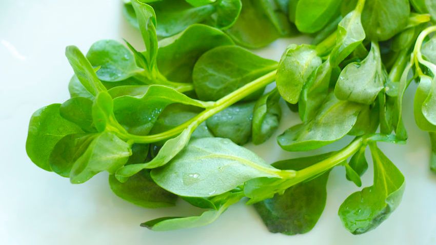 Dzięki witaminom i minerałom spożywanie roszponki ma wpływ na minimalizowanie starzenia się