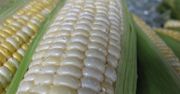 Surowa słodka biała kukurydza