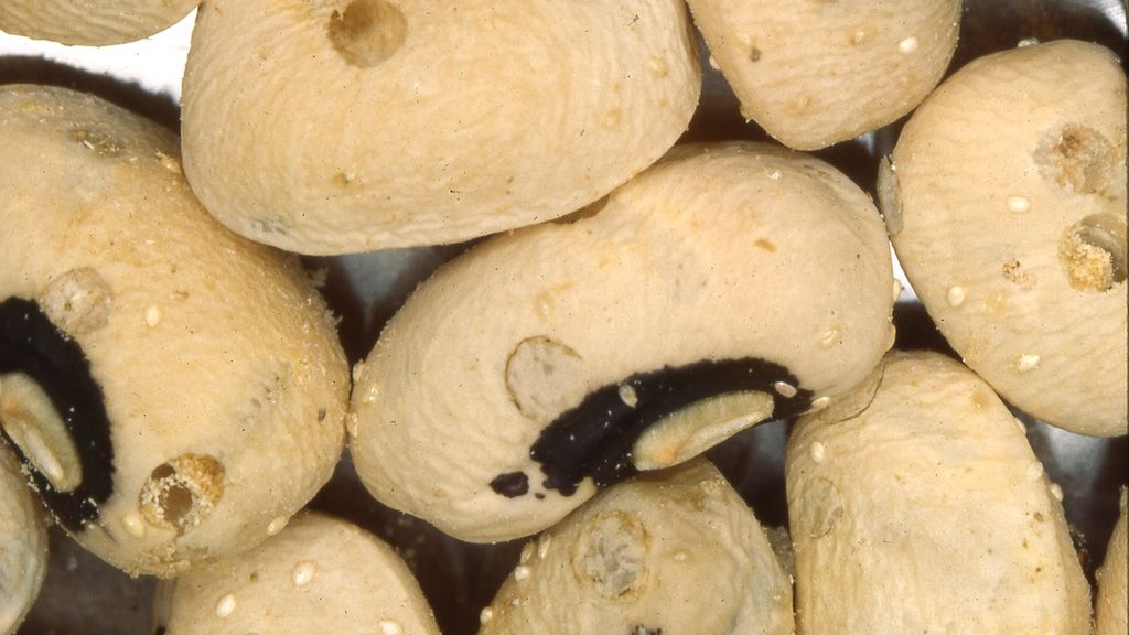 Surowa młoda fasola czarne oczko