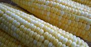 Mrożona słodka biała kukurydza (same nasiona)