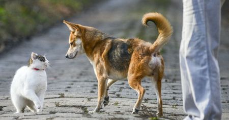 Obowiązkowe czipowanie psów. Rząd przyjął projekt ustawy