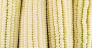 Mrożona słodka biała kukurydza (kolba)
