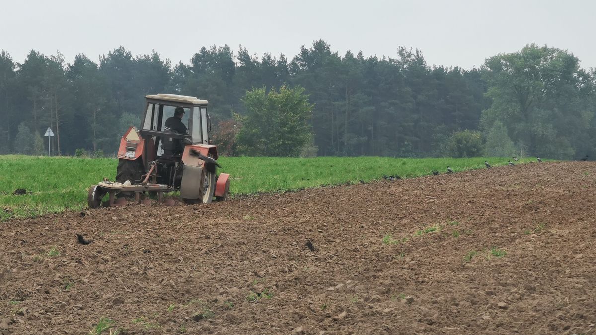 Minister rolnictwa zapowiada rekompensatę za szkody dla rolników
