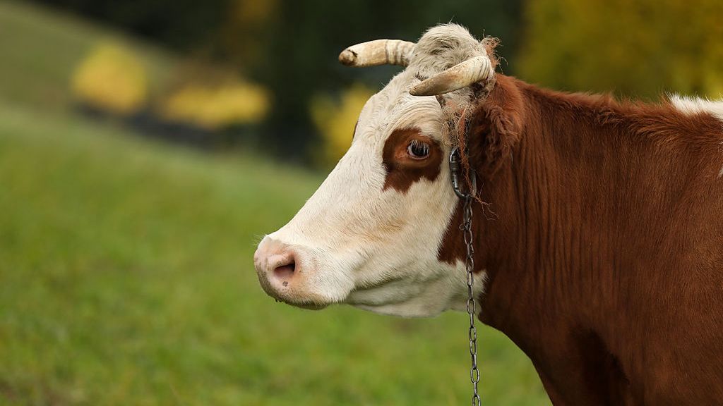 Ceny bydła w Polsce