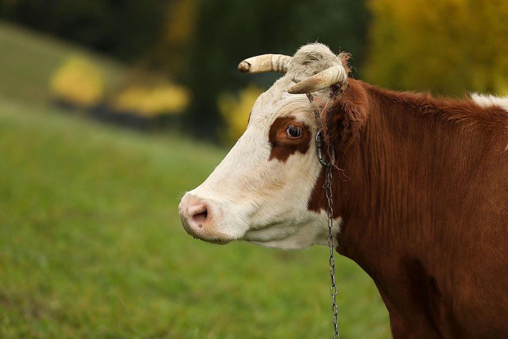 Rolnicy nie sprzedają bydła. Oto dlaczego