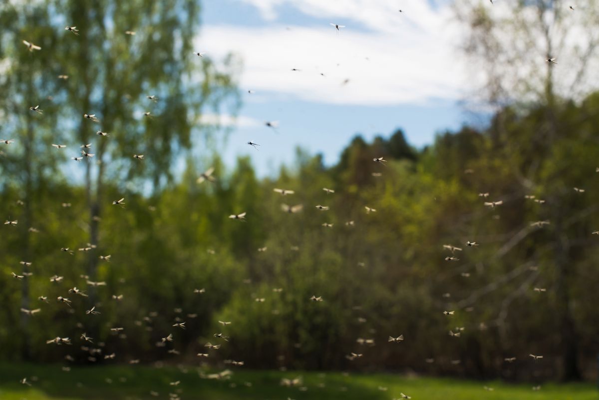 Plaga komarów w Krakowie. Miasto rezygnuje z walki i oprysków
