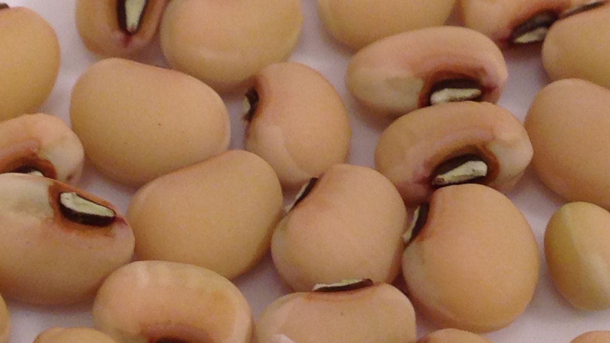 Mrożona młoda fasola czarne oczko