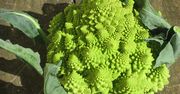 Surowy kalafior romanesco