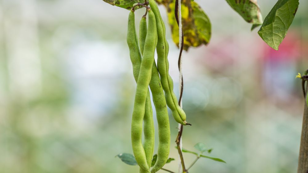 Surowa fasola czarne oczko w młodych strąkach