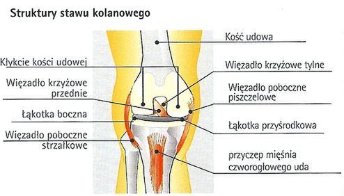 Źródło: www.ortopedicum.pl