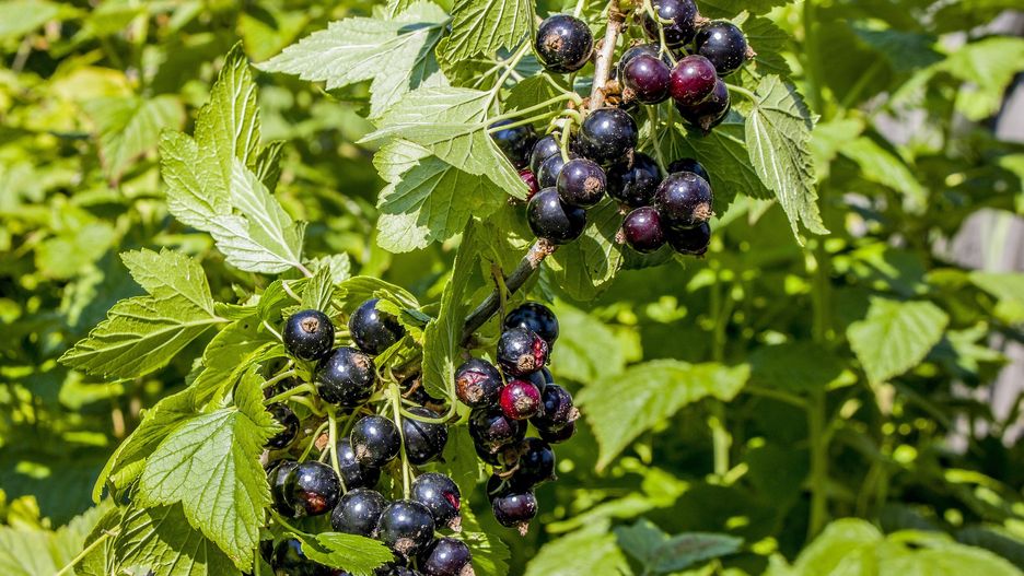 Czarna porzeczka będzie uginać się od owoców