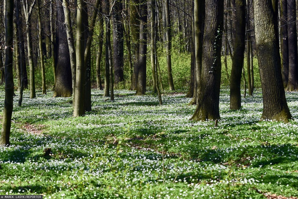 Co z prywatyzacją lasów? Nieoczkiwany zwrot ws. kontrowersyjnej ustawy