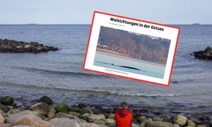 Niemcy zobaczyli go na Bałtyku. "Rzadki widok"