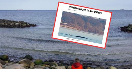 Niemcy zobaczyli go na Bałtyku. "Rzadki widok"