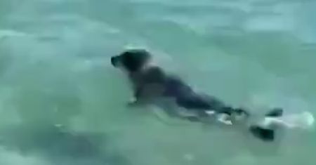 Bili kijem i obrzucili kamieniami fokę. Szokujące nagranie wideo w sieci