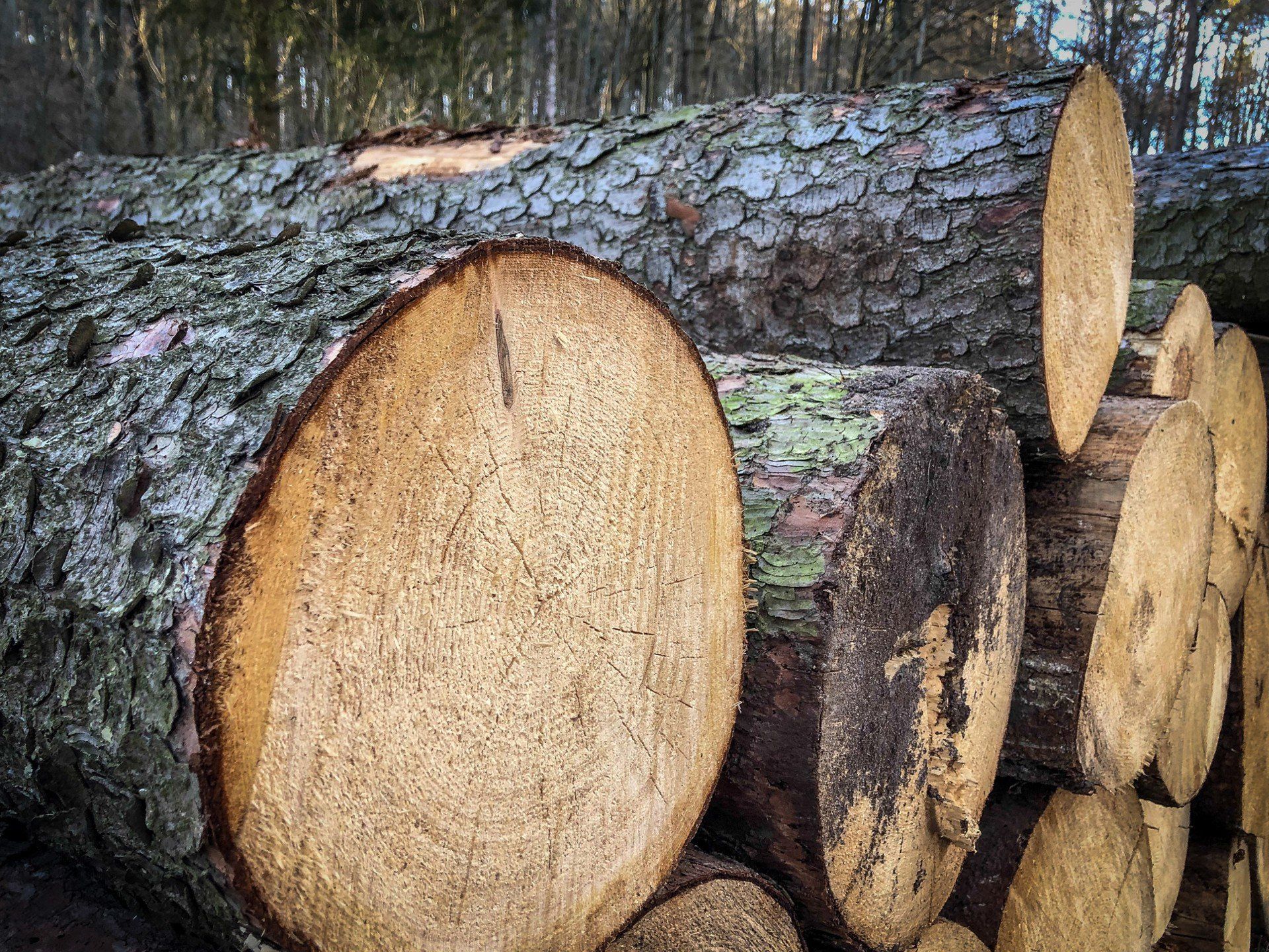 Nowe rozporządzenie definiuje, że za drewno energetyczne można uznać wyłącznie materiał o określonych wadach i wymiarach – np. zbyt cienki, z dużą krzywizną, z oznakami zgnilizny czy zwęglenia.