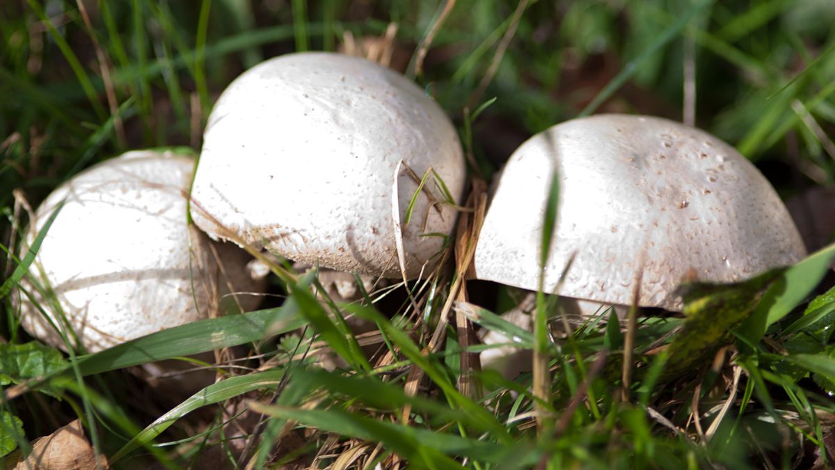 Warto wybrać się po nie za miasto