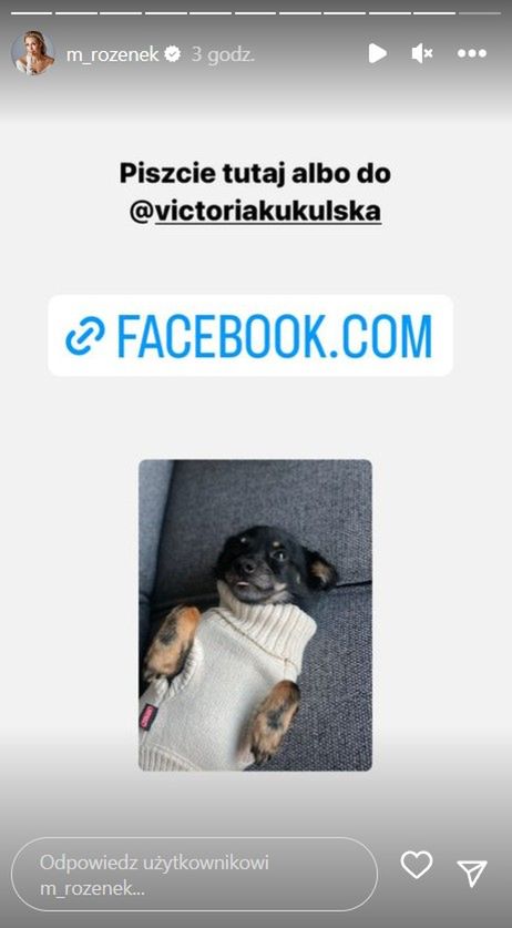 Małgorzata Rozenek poszukuje domu dla psów