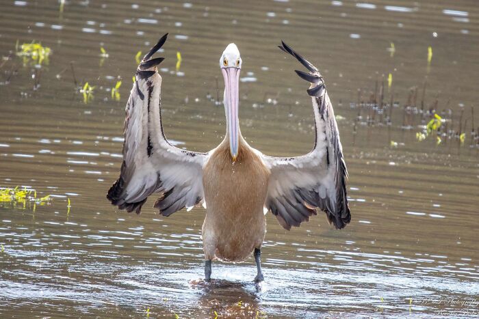 Crap bird photography/facebook