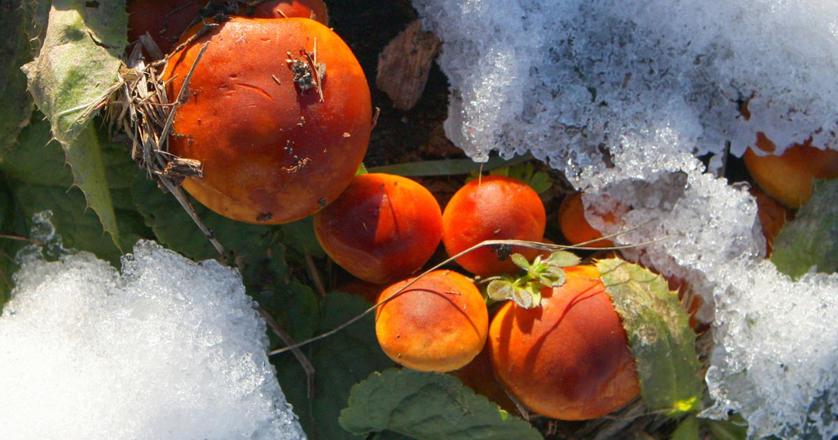 Czy zimą również rosną grzyby i można je zbierać? Odpowiedź jest niezwykła