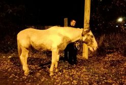 Szczecin: Nietypowa interwencja. Policjanci natknęli się na spacerującego konia