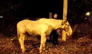 Szczecin: Nietypowa interwencja. Policjanci natknęli się na spacerującego konia