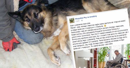 Wielka akcja poszukiwania domu dla Rexa! Jego właściciel trafił do hospicjum