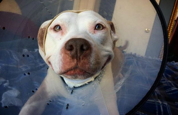 Oto Brinks - najbardziej uroczy pitbull, który od momentu adopcji nie przestaje... się uśmiechać