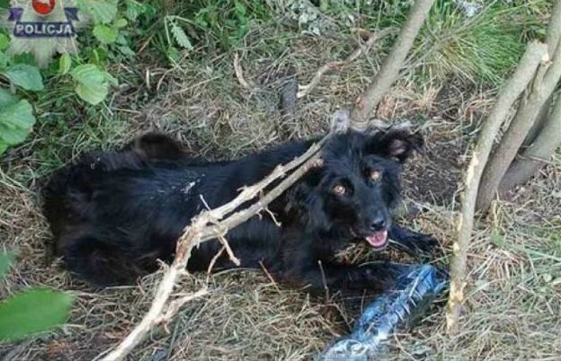 Ktoś przywiązał psa do drzewa i zostawił go na śmierć. Policja szuka właściciela zwierzęcia