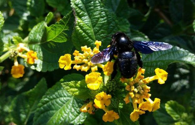 We Wrocławiu pojawiły się nie widziane od 40 lat pszczoły. Są przepiękne