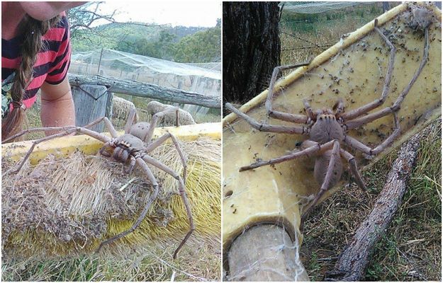 Sfotografowano najprawdopodobniej jednego z największych pająków na świecie