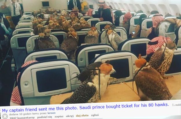 "Kto bogatemu zabroni?" - Saudyjski książę przewiózł swoje sokoły wykupując im... 80 biletów w samolocie pasażerskim