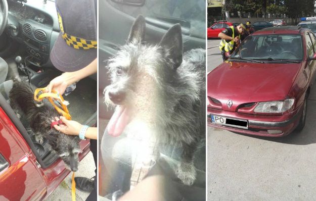 Straż Miejska uwolniła psa z rozgrzanego samochodu. Właściciel zwierzaka trafił do aresztu
