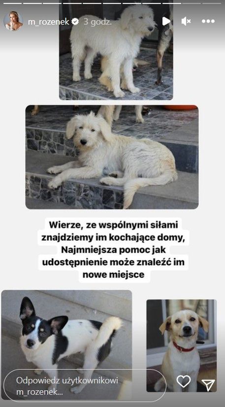 Małgorzata Rozenek poszukuje domu dla psów
