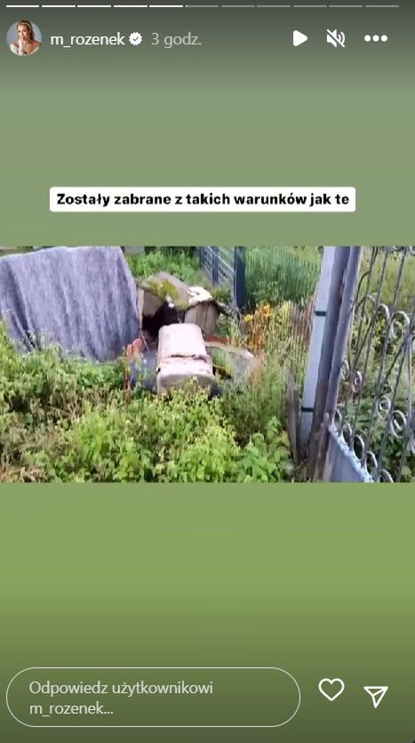 Małgorzata Rozenek poszukuje domu dla psów