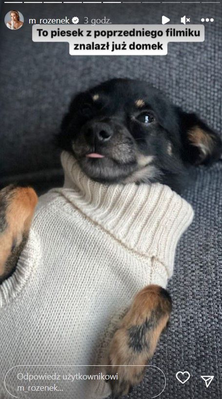 Małgorzata Rozenek poszukuje domu dla psów