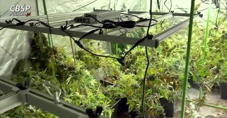 Centralne Biuro Śledcze Policji zlikwidowało trzy plantacje marihuany. Zatrzymano cztery osoby