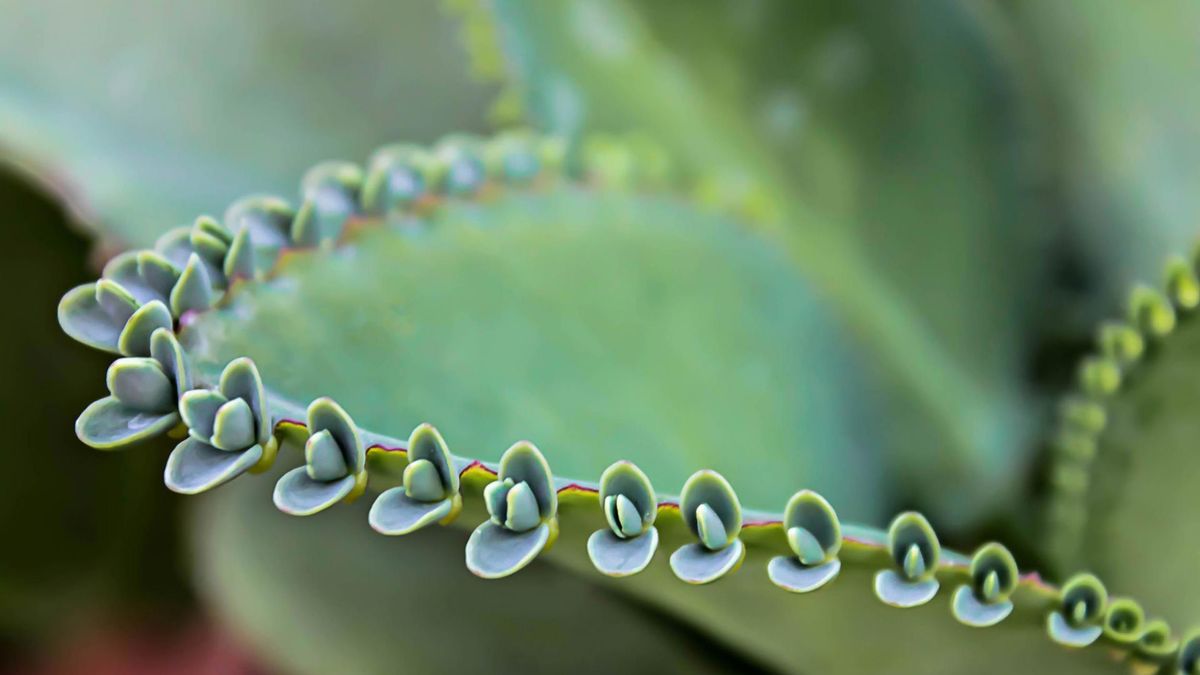 Żyworódka to źródło wielu witamin