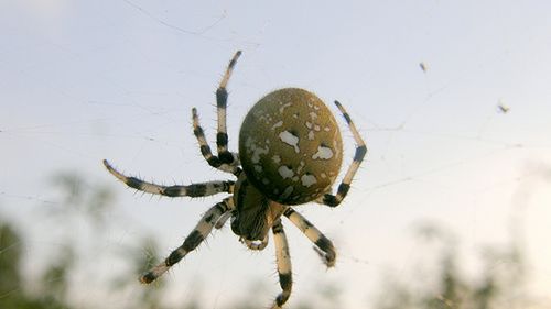 Pająki pomogą nam powstrzymać starość? 1