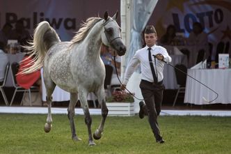 Pride of Poland 2021. Poznaliśmy datę słynnej aukcji arabów